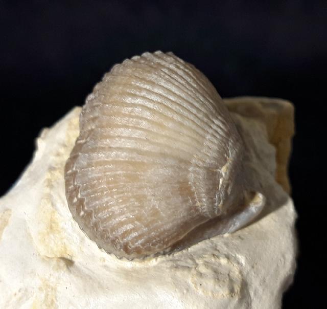 Cyclothyris globosa (ARNAUD 1872) - Bild © FossNet FossilienStore